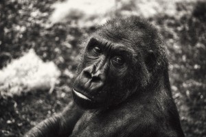 Animal Tier Tiere Tierfotografie Animalphotography Natur Nature Gorilla Affe Monkey Ape