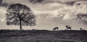 Landschaft Landschaftsfotografie Natur Schwarz-Weiß Landscape Architektur Architecture Outdoor Urban Lost Places Thomas Brand Ebersberg Dyrham Park England