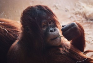 Orang-Utan Tier Tierfoto Tierportrait Tierfotografie Natur Foto Ebersberg Thomas Brand