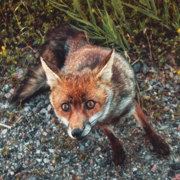 Animal Tier Tiere Tierfotografie Animalphotography Natur Nature Fuchs Fox