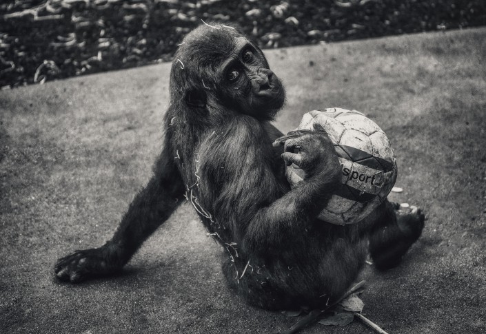 Animal Tier Tiere Tierfotografie Animalphotography Natur Nature Monkey Affe Schimpanse Gorilla