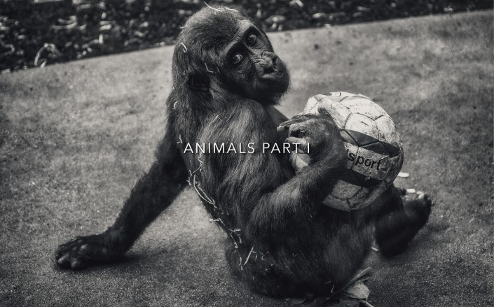 Animal Tier Tiere Tierfotografie Animalphotography Natur Nature Monkey Affe Schimpanse Gorilla