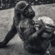 Animal Tier Tiere Tierfotografie Animalphotography Natur Nature Monkey Affe Schimpanse Gorilla