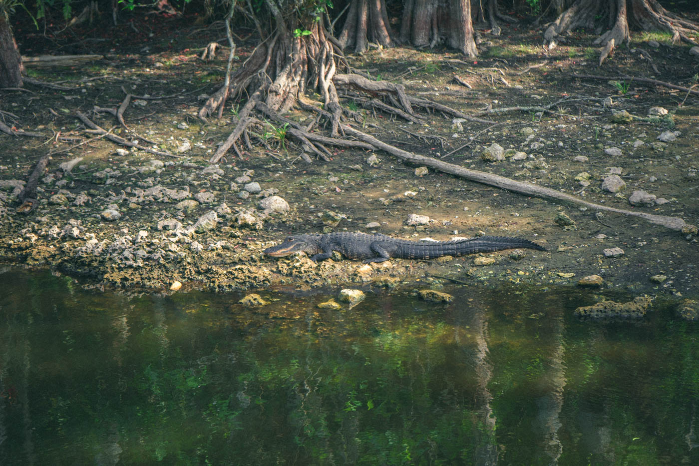 Florida Part 2: Die Everglades und die Golfküste - Der zweite Teil unseres Roadtrips führte uns durch die Everglades bis hin zur südlichen Golfküste - Thomas Brand Sarah Bugar - brand4art Ebersberg München - Fotografie Cinemagraph Fotograf Fotodesign